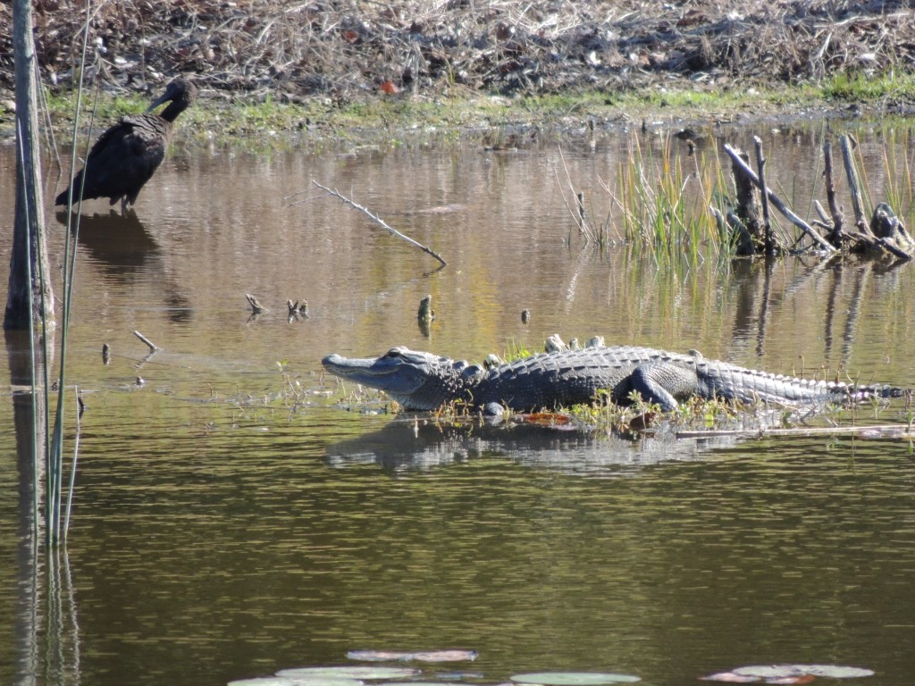 Our Backyard Gator