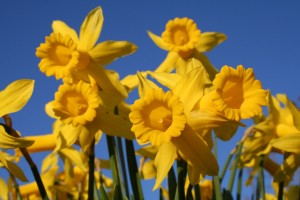 Daffodils 4 by Stephanie Berghauser at Stock.xchng