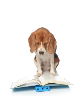 A beagle reviewing a novel